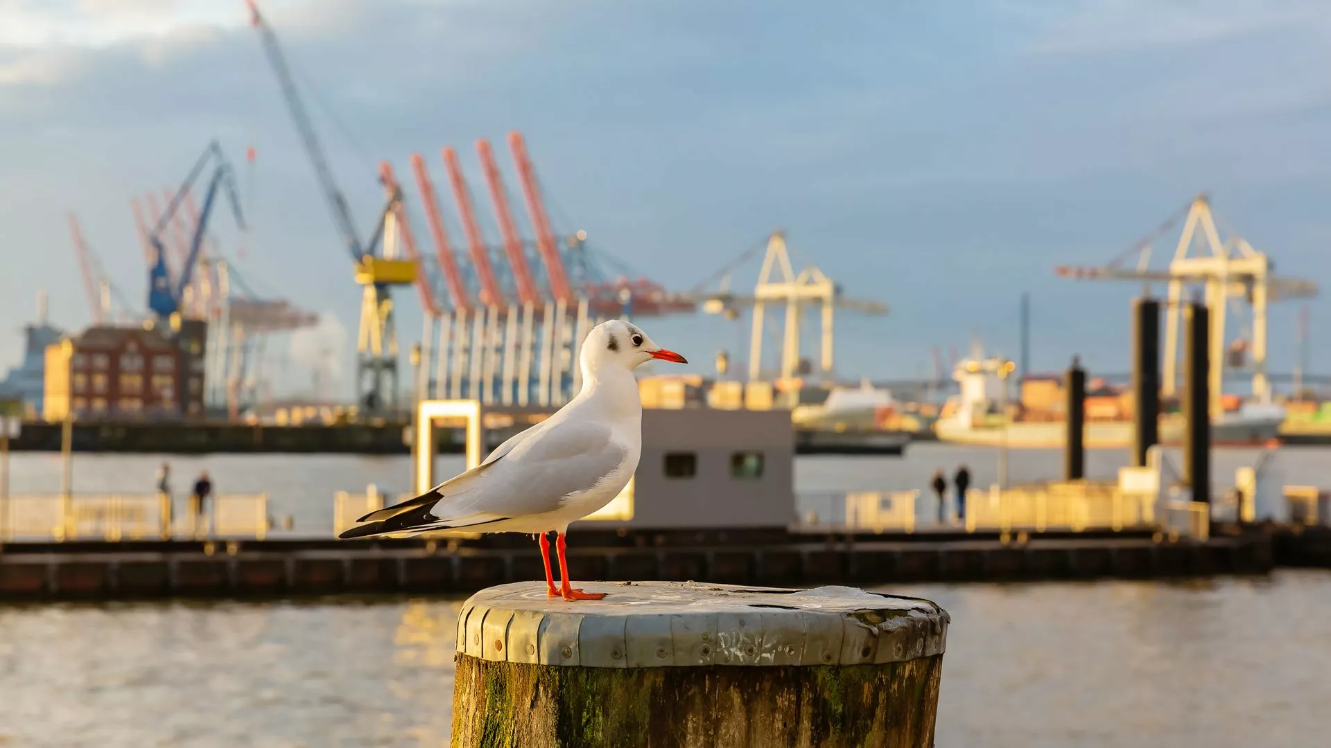 Möwe auf einem Hafenpoller vor dem Seehafen in Hamburg